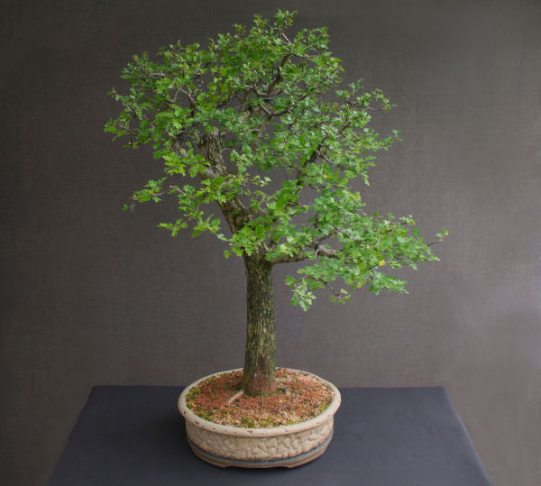 hawthorn bonsai