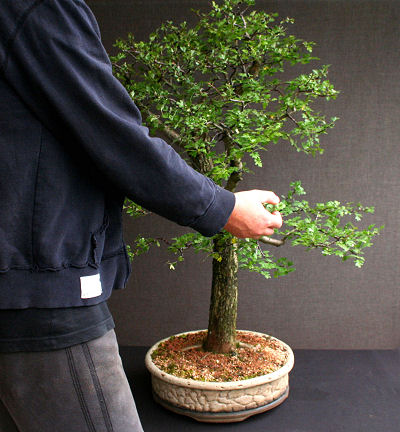 hawthorn bonsai