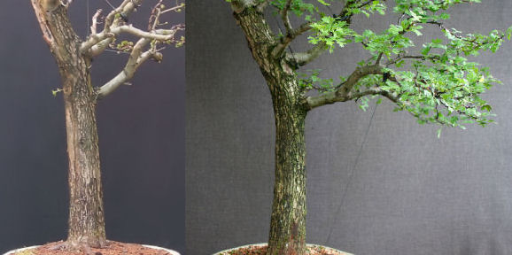 hawthorn bonsai