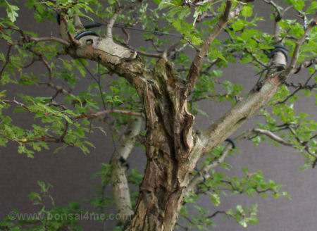 hawthorn bonsai