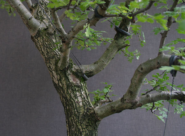 hawthorn bonsai