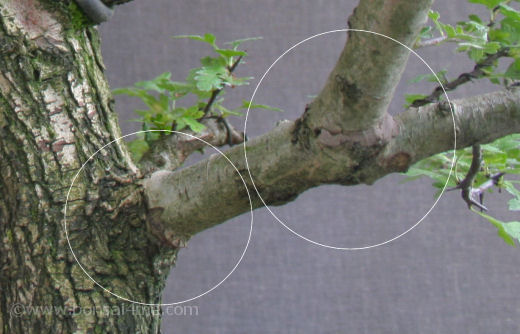 hawthorn bonsai