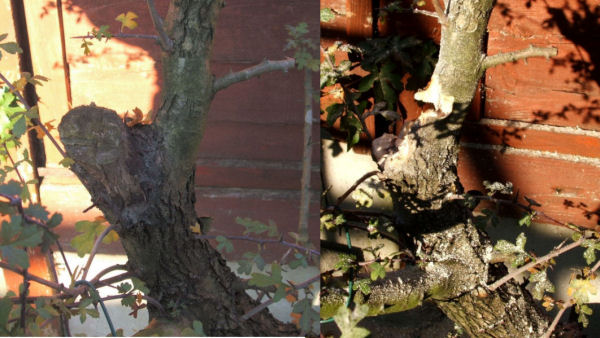hawthorn bonsai