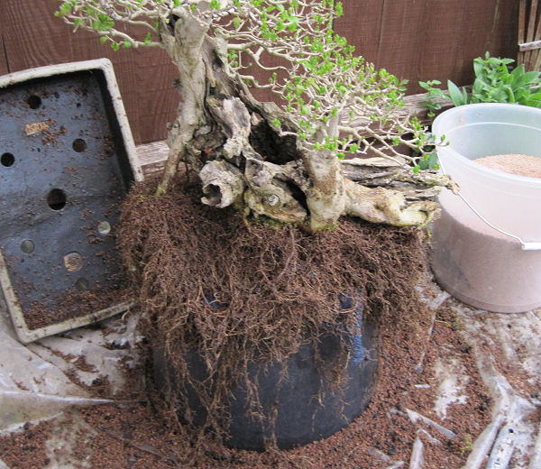 Repotting My Big Privet Bonsai