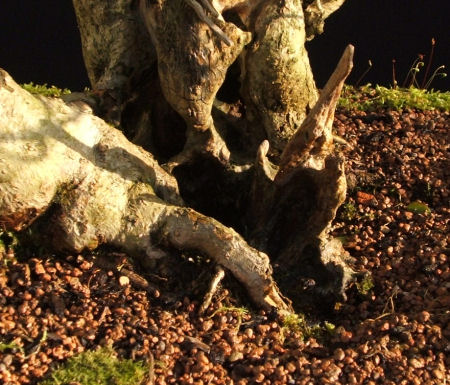 privet bonsai