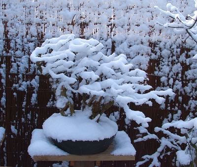 privet bonsai