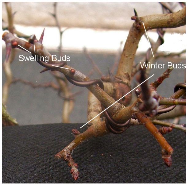 When to Repot your Bonsai