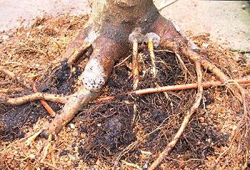 Acer campestre/Field Maple