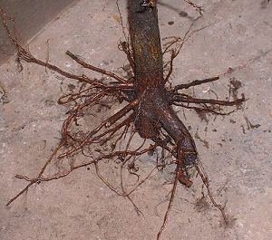 Thread Grafting New Roots onto Bonsai