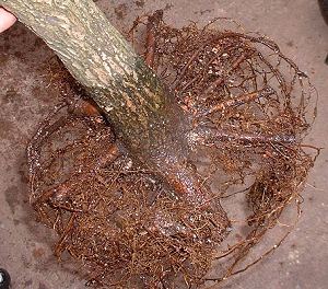 Thread Grafting New Roots onto Bonsai