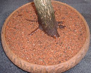 Thread Grafting New Roots onto Bonsai