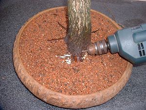 Thread Grafting New Roots onto Bonsai