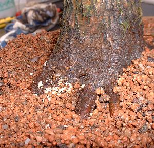 Thread Grafting New Roots onto Bonsai