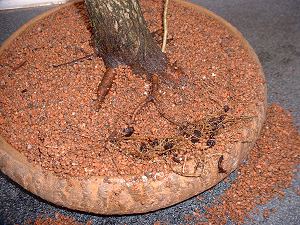 Thread Grafting New Roots onto Bonsai