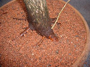 Thread Grafting New Roots onto Bonsai