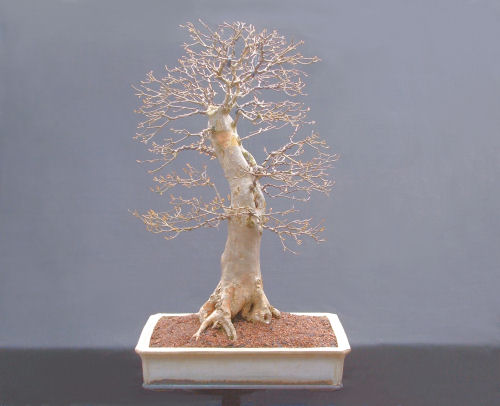 Trident Maple Bonsai Progression Series