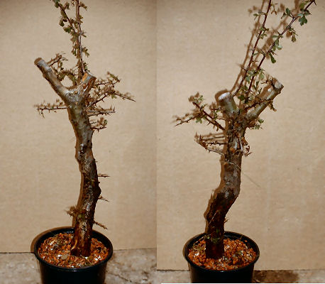 hawthorn 