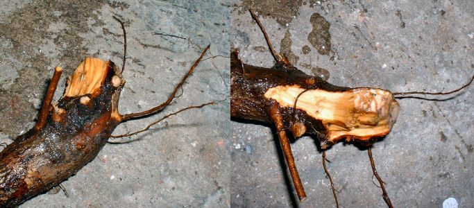 hawthorn roots
