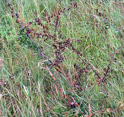 damaged hawthorn