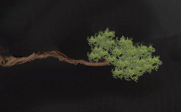 long Pine branch