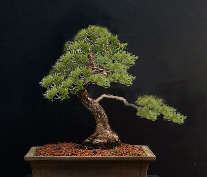 long Pine branch