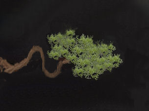 branch from above