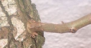 threadgrafting bonsai