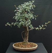 threadgrafting bonsai