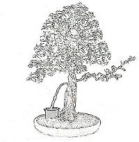threadgrafting bonsai