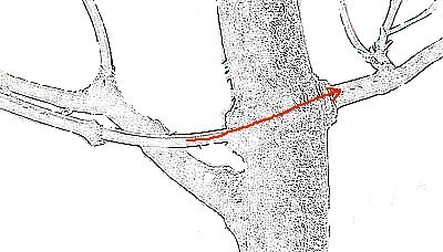 threadgrafting bonsai