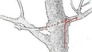 threadgrafting bonsai