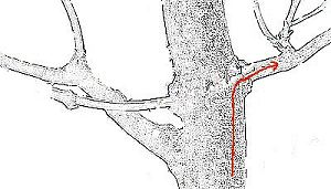 threadgrafting bonsai