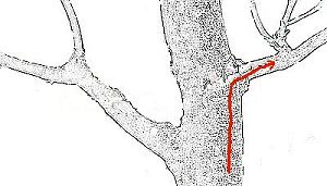 threadgrafting bonsai
