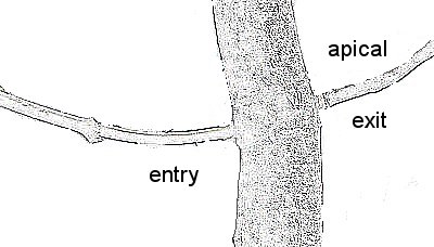 threadgrafting bonsai