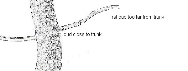 threadgrafting bonsai