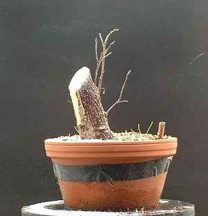 Hawthorn/ Crataegus monogyna Bonsai Progression Series 