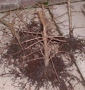 Larch bonsai