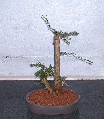 Lonicera nitida 'Baggesens Gold'/Honeysuckle Progression Series