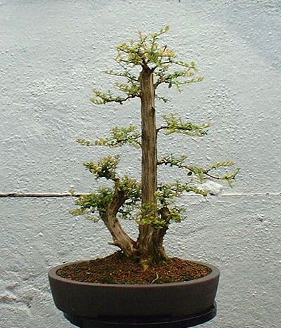 Lonicera nitida 'Baggesens Gold'/Honeysuckle Progression Series