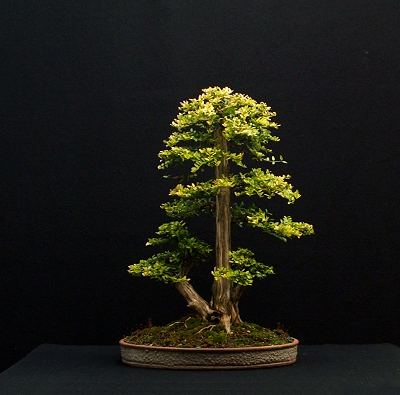 Lonicera nitida 'Baggesens Gold'/Honeysuckle Progression Series