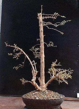 Lonicera nitida 'Baggesens Gold'/Honeysuckle Progression Series