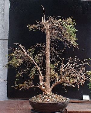 Lonicera nitida 'Baggesens Gold'/Honeysuckle Progression Series