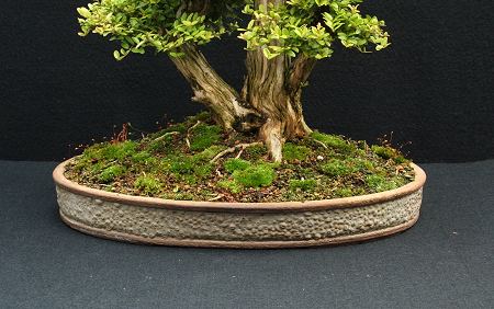 Lonicera nitida 'Baggesens Gold'/Honeysuckle Progression Series