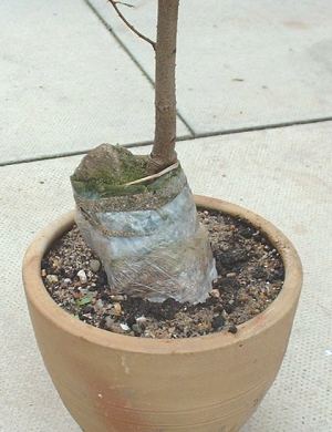 Elm in spring 2003