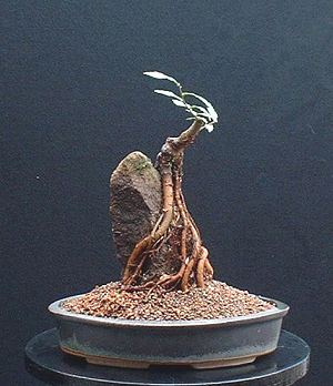 Root over rock elm