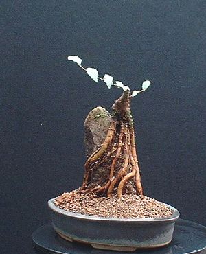 Root over rock elm