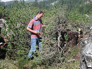 Collecting Trees (Yamadori) from the Wild for Bonsai