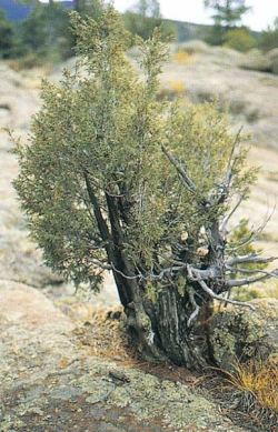 Collecting Trees (Yamadori) from the Wild for Bonsai