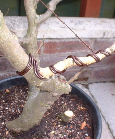 Bending Bonsai Branches with Raffia