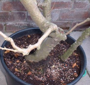 Bending Bonsai Branches with Raffia